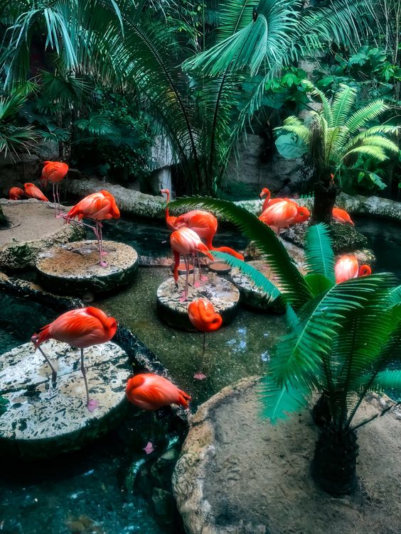  Animals at The Dallas World Aquarium 