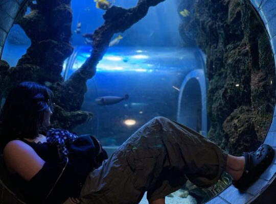 A girl watching sea animals in Dallas World Aquarium. Family-friendly museums in Dallas