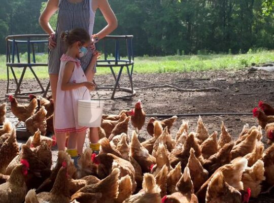 A kid feeding chicken in the fields of state fair of Texas