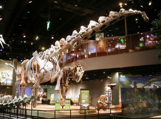 display of dinosaur skeleton in Perot Museum of Nature and Science Dallas, Texas. Family-friendly museums in Dallas