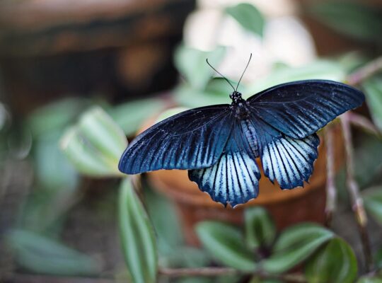 beautiful butterfly in the gardens of state fair of Texas