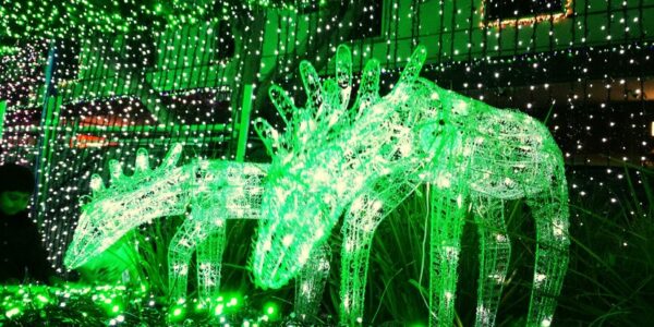 Christmas decoration Dallas Zoo Lights, Things to do in December in Dallas