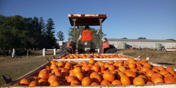 close-up-pumpkins-field_Harvest the perfect pumpkin at Dallas Top Pumpkin Patches, Things to do in December in Dallas, Things to do in December in Dallas, Things to do in December in Dallas