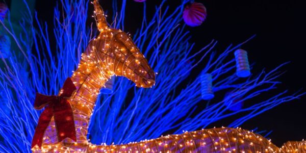 display of lighted animal in, Dallas zoo lights, Magical things to do in Dallas this December