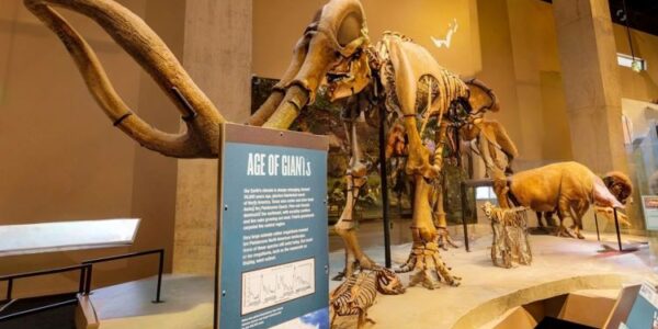 interior view of Perot Museum of Nature and Science, Victory Park Dallas